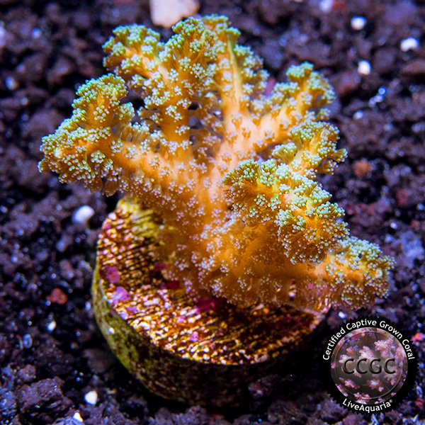 LiveAquaria® CCGC Aquacultured Orange Guttatus Birdsnest Coral LiveAquaria® CCGC Aquacultured Orange Guttatus Birdsnest Coral